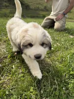 Homer, a male Great Pyrenees for sale in Swords Creek, VA – 1 of 4