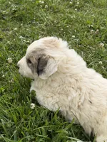 Homer, a male Great Pyrenees for sale in Swords Creek, VA – 2 of 4