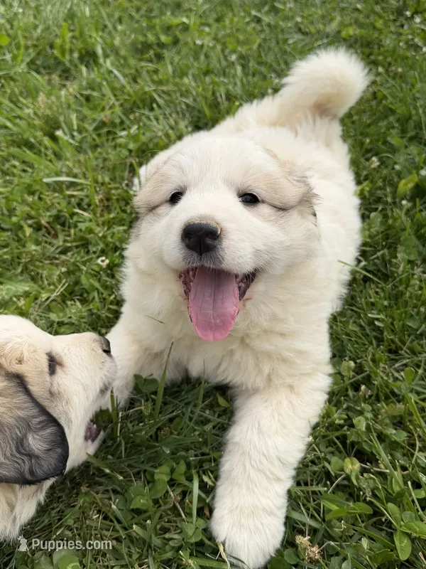 Rosie – Great Pyrenees puppy for sale in Swords Creek, VA