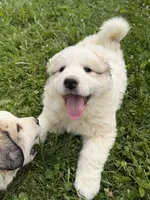 Rosie, a male Great Pyrenees for sale in Swords Creek, VA – 1 of 3