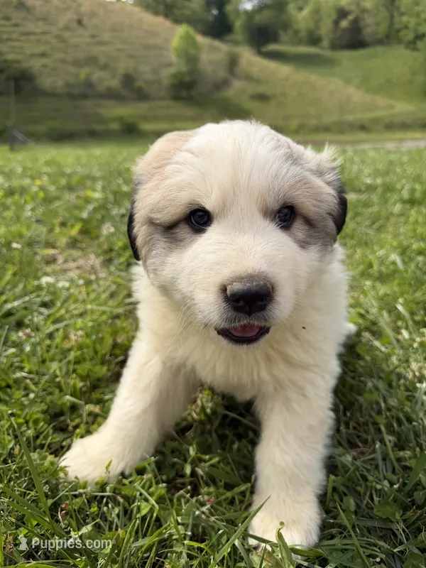 Hank – Great Pyrenees puppy for sale in Swords Creek, VA