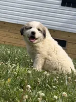 Rosie, a male Great Pyrenees for sale in Swords Creek, VA – 3 of 3