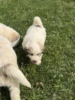 Hank, a male Great Pyrenees for sale in Swords Creek, VA – 2 of 2