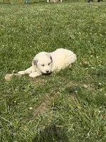 Lily, a female Great Pyrenees for sale in Swords Creek, VA – 3 of 3