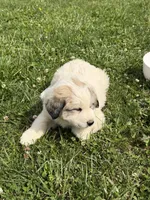 Homer, a male Great Pyrenees for sale in Swords Creek, VA – 4 of 4
