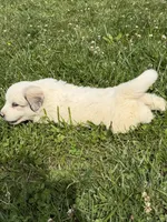Lily, a female Great Pyrenees for sale in Swords Creek, VA – 2 of 3