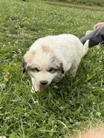 Homer, a male Great Pyrenees for sale in Swords Creek, VA – 3 of 4