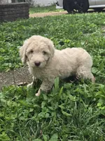 Emerald, a female Goldendoodle for sale in St. Louis, MO – 2 of 4
