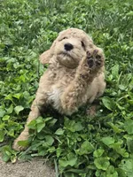 Sahara , a female Goldendoodle for sale in St. Louis, MO – 2 of 4