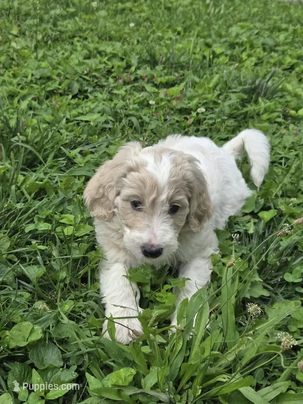 Misfit  – Goldendoodle puppy for sale in St. Louis, MO