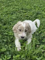 Misfit , a male Goldendoodle for sale in St. Louis, MO – 1 of 4