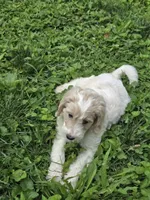 Misfit , a male Goldendoodle for sale in St. Louis, MO – 3 of 4