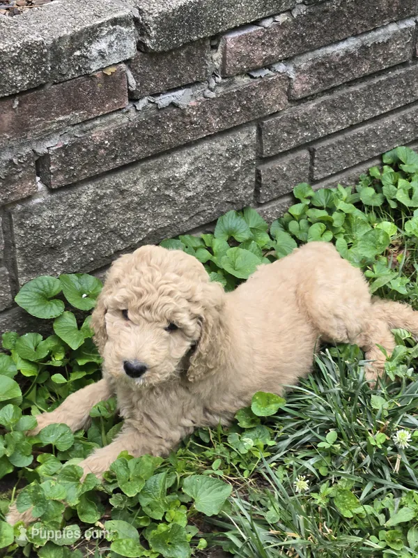 Sahara  – Goldendoodle puppy for sale in St. Louis, MO