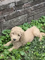Sahara , a female Goldendoodle for sale in St. Louis, MO – 1 of 4