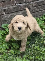 Sahara , a female Goldendoodle for sale in St. Louis, MO – 3 of 4