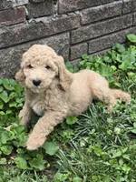 Sahara , a female Goldendoodle for sale in St. Louis, MO – 4 of 4