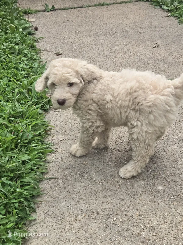 Emerald – Goldendoodle puppy for sale in St. Louis, MO