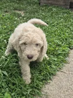 Emerald, a female Goldendoodle for sale in St. Louis, MO – 3 of 4