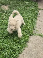 Emerald, a female Goldendoodle for sale in St. Louis, MO – 4 of 4