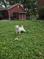 Misfit , a male Goldendoodle for sale in St. Louis, MO – 4 of 4