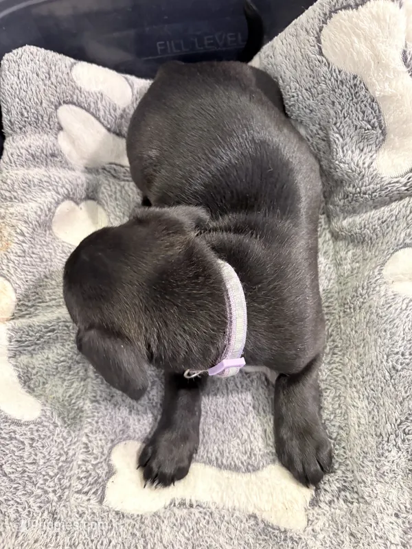 Jinx litter- Purple  – Yorkipoo, Chihuahua puppy for sale in Tampa, FL