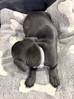 Jinx litter- Purple , a female Yorkipoo and Chihuahua for sale in Tampa, FL – 1 of 3