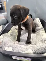 Jinx litter-orange, a male Yorkipoo and Chihuahua for sale in Tampa, FL – 2 of 3