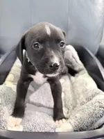 Jinx litter-Green, a male Yorkipoo and Chihuahua for sale in Tampa, FL – 2 of 6