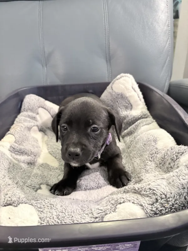 Jinx litter- Purple  – American Staffordshire Terrier, Yorkipoo puppy for sale in Tampa, FL