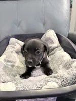 Jinx litter- Purple , a female Yorkipoo and Chihuahua for sale in Tampa, FL – 2 of 3
