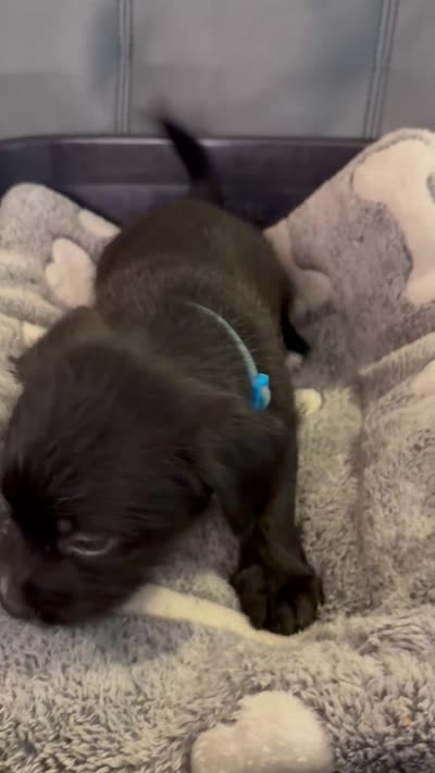Jinx litter-Blue, a male Yorkipoo and Chihuahua for sale in Tampa, FL – 3 of 3