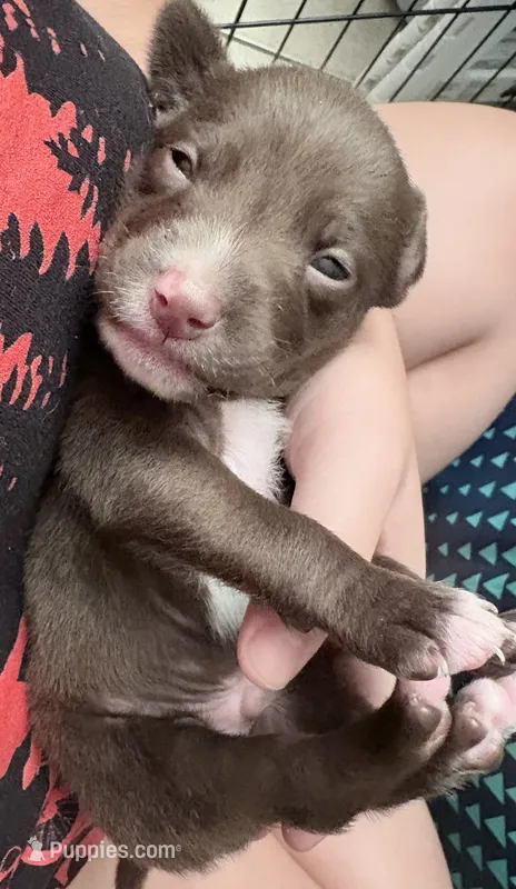 Jinx litter-brown  – Yorkipoo puppy for sale in Tampa, FL