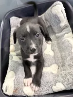 Jinx litter-Green, a male Yorkipoo and Chihuahua for sale in Tampa, FL – 6 of 6