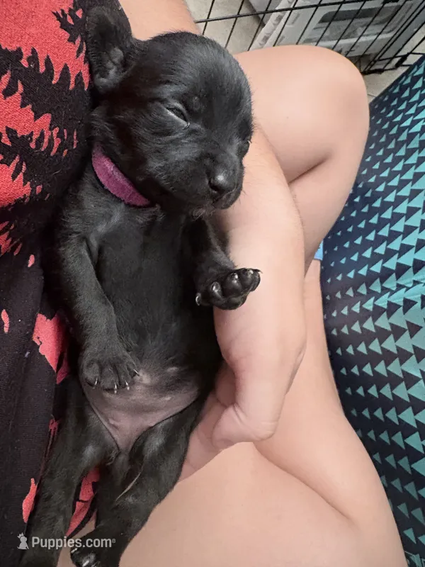 Jinx litter-pink  – Yorkipoo puppy for sale in Tampa, FL