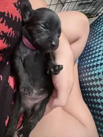 Jinx litter-pink , a female Yorkipoo for sale in Tampa, FL – 1 of 1