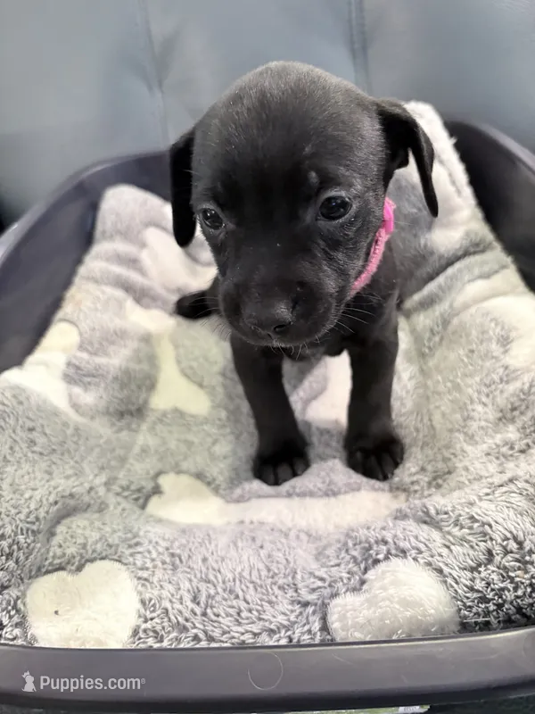 Jinx litter-pink  – Yorkipoo, Chihuahua puppy for sale in Tampa, FL