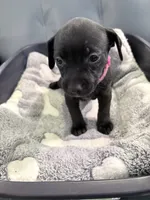 Jinx litter-pink , a female Yorkipoo and Chihuahua for sale in Tampa, FL – 1 of 4