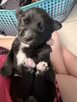 Jinx litter-blue , a male Yorkipoo for sale in Tampa, FL – 1 of 1