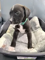 Jinx litter-Green, a male Yorkipoo and Chihuahua for sale in Tampa, FL – 5 of 6