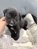 Jinx litter-blue , a male Yorkipoo and Chihuahua for sale in Tampa, FL – 1 of 4