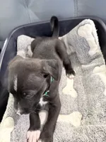 Jinx litter-Green, a male Yorkipoo and Chihuahua for sale in Tampa, FL – 4 of 6