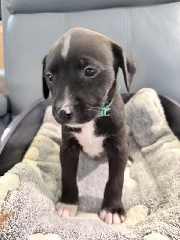Jinx litter-Green – Yorkipoo, Chihuahua puppy for sale in Tampa, FL