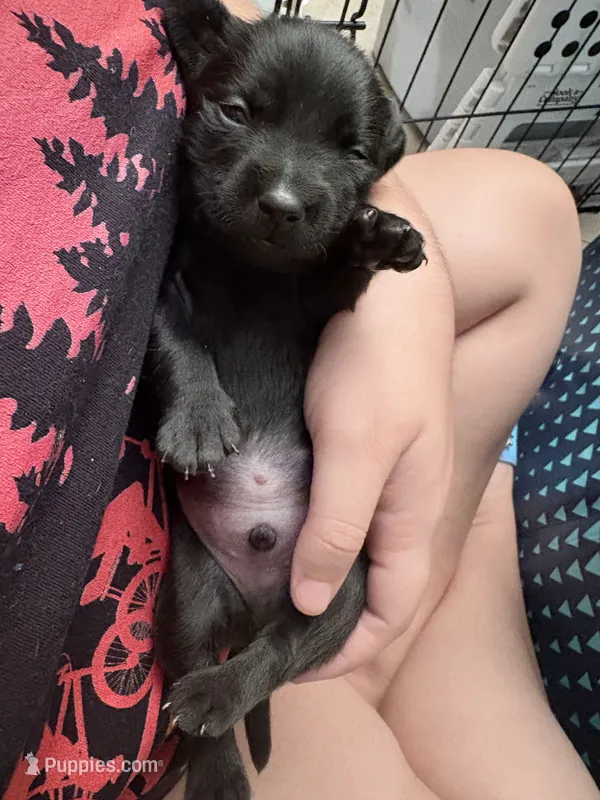 Jinx litter- Red  – Yorkipoo puppy for sale in Tampa, FL