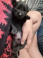 Jinx litter- Red , a male Yorkipoo for sale in Tampa, FL – 1 of 2