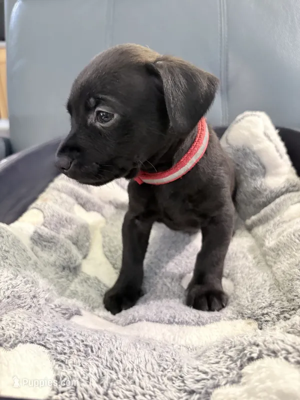 Jinx litter- Red  – Yorkipoo, Chihuahua puppy for sale in Tampa, FL