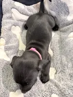 Jinx litter-pink , a female Yorkipoo and Chihuahua for sale in Tampa, FL – 3 of 4