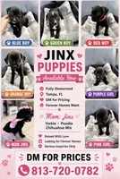 Jinx litter- Purple , a female American Staffordshire Terrier and Yorkipoo for sale in Tampa, FL – 2 of 3