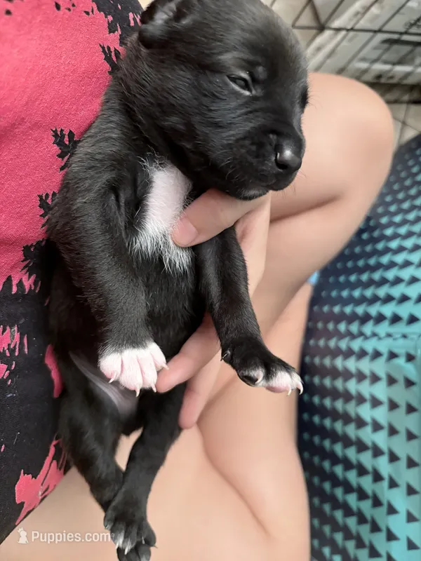 Jinx litter-yellow  – Yorkipoo puppy for sale in Tampa, FL
