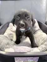 Jinx litter-blue , a male Yorkipoo and Chihuahua for sale in Tampa, FL – 3 of 4