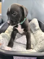 Jinx litter-Green, a male Yorkipoo and Chihuahua for sale in Tampa, FL – 3 of 6